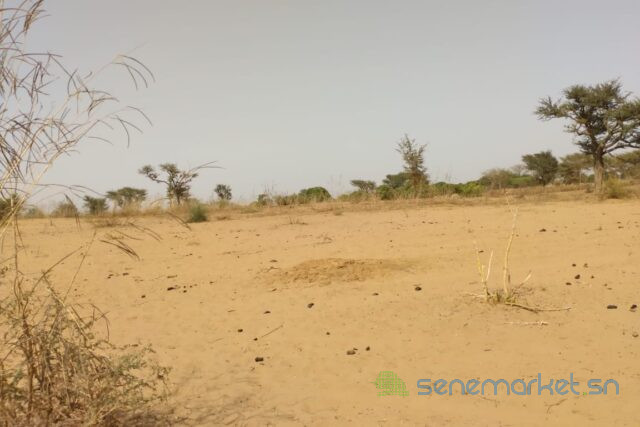 terrain-de-127-hectare-vers-sindia-big-1