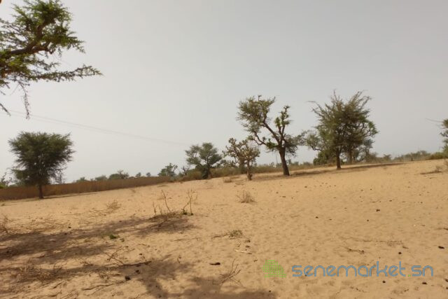 terrain-de-127-hectare-vers-sindia-big-2