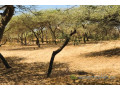 terrain-de-128-hectare-vers-gandiol-small-0