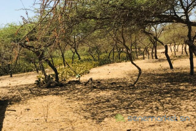 terrain-de-128-hectare-vers-gandiol-big-1