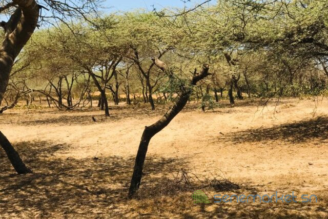 terrain-de-128-hectare-vers-gandiol-big-0