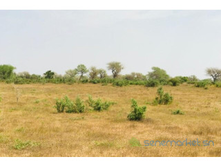 Terrain de 1,28 hectare vers Koul