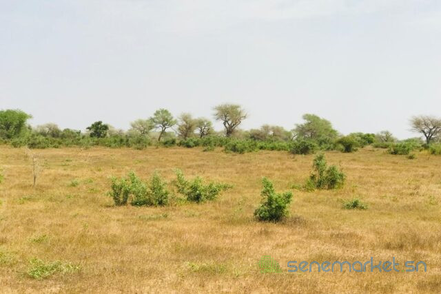 terrain-de-128-hectare-vers-koul-big-2