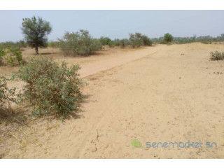 Terrain de 1,28 hectare vers Niakhar