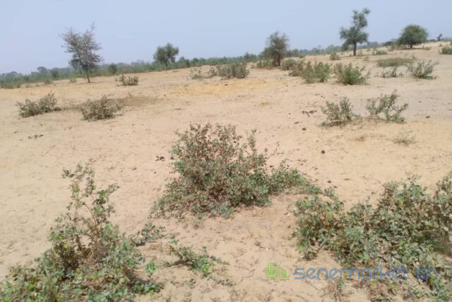 terrain-de-128-hectare-vers-niakhar-big-1
