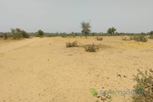 terrain-de-128-hectare-vers-niakhar-big-2