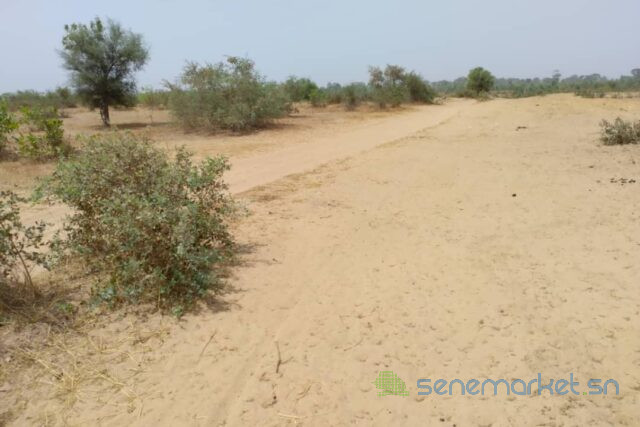terrain-de-128-hectare-vers-niakhar-big-0