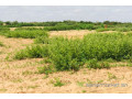 terrain-de-128-hectare-vers-notto-diobass-small-0