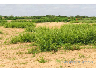 Terrain de 1,28 hectare vers Notto Diobass