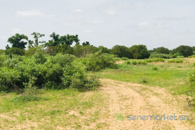 terrain-de-128-hectare-vers-notto-diobass-big-1