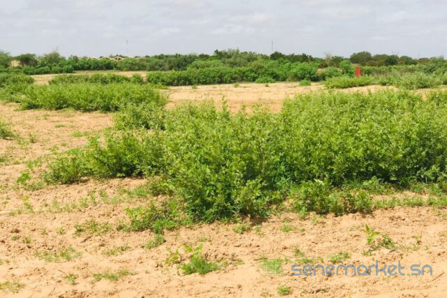 terrain-de-128-hectare-vers-notto-diobass-big-0