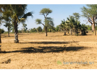 Terrain de 1,29 hectare vers Notto Diobass