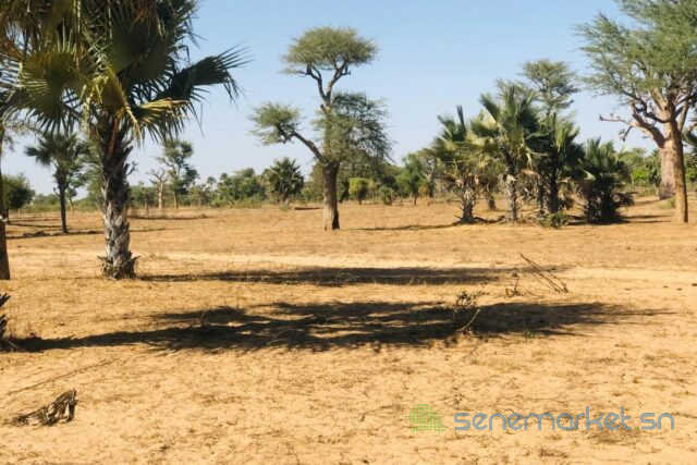 terrain-de-129-hectare-vers-notto-diobass-big-0