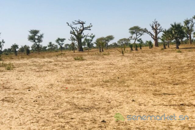 terrain-de-129-hectare-vers-notto-diobass-big-2