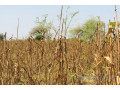 terrain-de-132-hectare-vers-koul-small-2