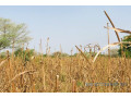 terrain-de-132-hectare-vers-koul-small-1