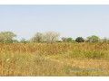 terrain-de-132-hectare-vers-koul-small-0
