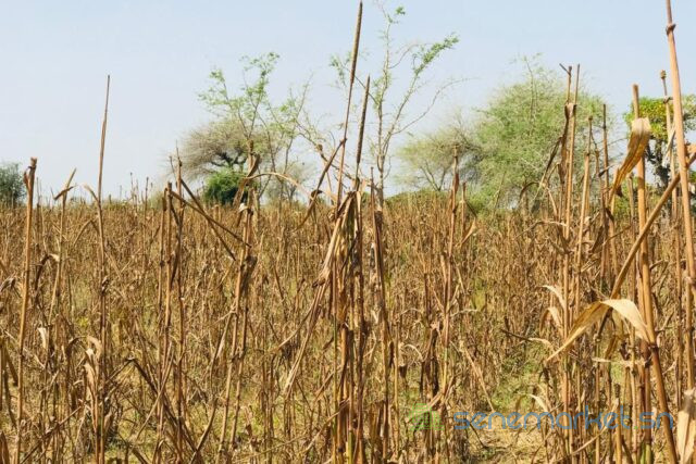 terrain-de-132-hectare-vers-koul-big-2