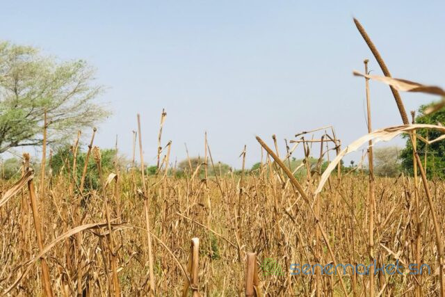 terrain-de-132-hectare-vers-koul-big-1