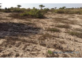 terrain-de-132-hectare-vers-taiba-ndiaye-small-1