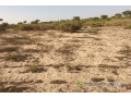 terrain-de-132-hectare-vers-taiba-ndiaye-small-2
