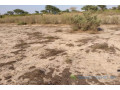 terrain-de-132-hectare-vers-taiba-ndiaye-small-0