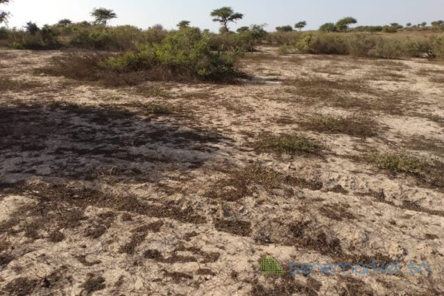 terrain-de-132-hectare-vers-taiba-ndiaye-big-1