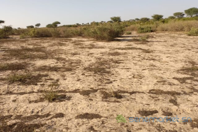 terrain-de-132-hectare-vers-taiba-ndiaye-big-2