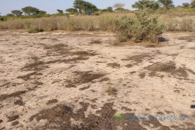 terrain-de-132-hectare-vers-taiba-ndiaye-big-0