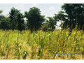 terrain-de-134-hectare-vers-baba-garage-small-0