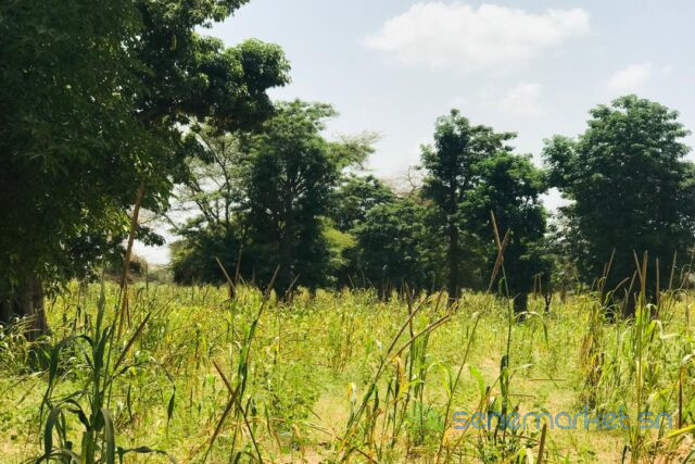 terrain-de-134-hectare-vers-baba-garage-big-2