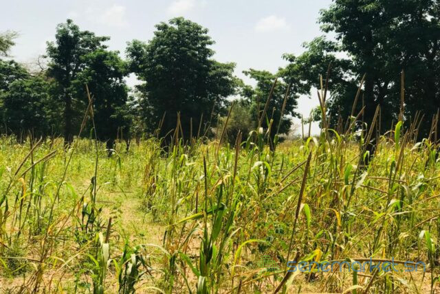 terrain-de-134-hectare-vers-baba-garage-big-0