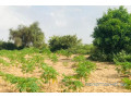 terrain-de-135-hectare-vers-pire-small-0