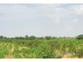 terrain-de-135-hectare-vers-pire-small-2
