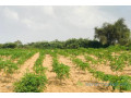 terrain-de-135-hectare-vers-pire-small-1