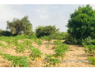 Terrain de 1,35 hectare vers Pire