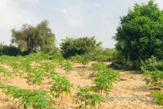 terrain-de-135-hectare-vers-pire-big-0