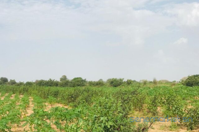 terrain-de-135-hectare-vers-pire-big-2