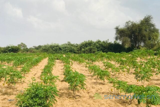 terrain-de-135-hectare-vers-pire-big-1