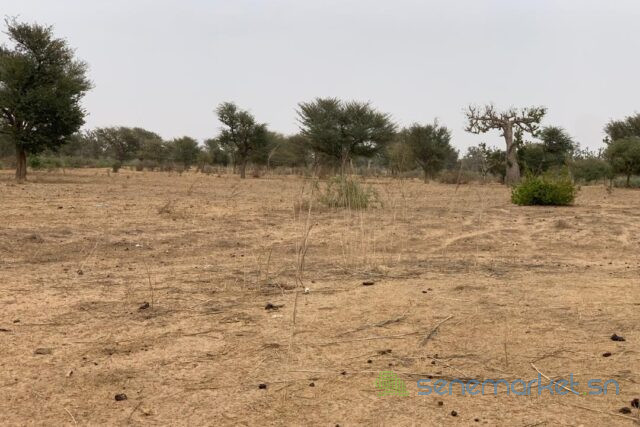 terrain-de-137-hectare-vers-notto-diobass-big-1
