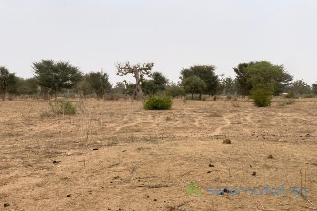 terrain-de-137-hectare-vers-notto-diobass-big-2