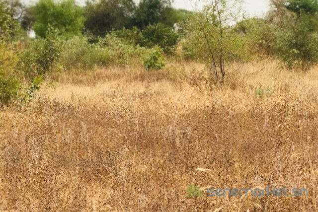 terrain-de-138-hectare-vers-meouane-big-1