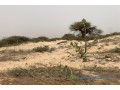 terrain-de-140-hectare-vers-gandiol-small-2