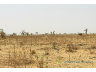 Terrain de 1,41 hectare vers Nguéniène