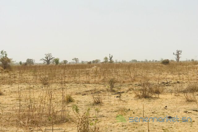terrain-de-141-hectare-vers-ngueniene-big-0
