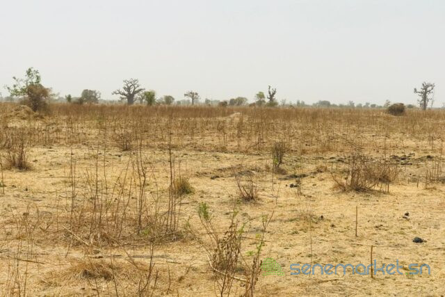 terrain-de-141-hectare-vers-ngueniene-big-2