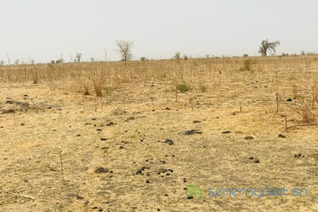 terrain-de-141-hectare-vers-ngueniene-big-1