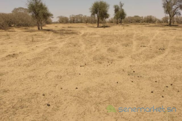 terrain-de-143-hectare-vers-sagata-big-2