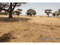 terrain-de-144-hectare-a-tassette-small-2