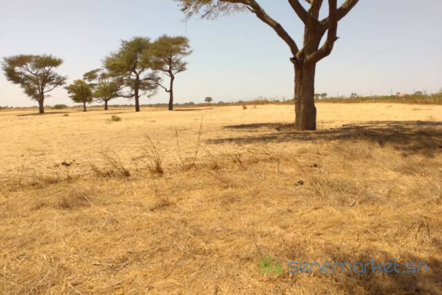 terrain-de-144-hectare-a-tassette-big-0
